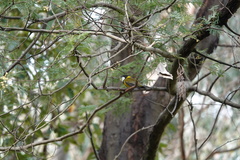 Pachycephala pectoralis
