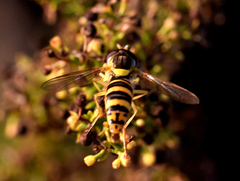 Sphaerophoria scripta