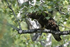 Pernis ptilorhynchus