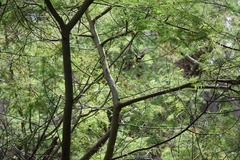 Pachycephala pectoralis