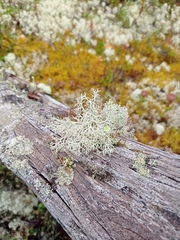 Cladonia arbuscula