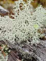 Cladonia arbuscula