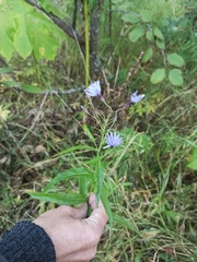 Lactuca sibirica