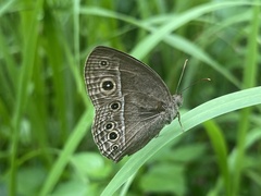 Mycalesis mineus