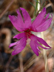 Clarkia