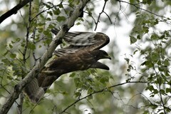 Pernis ptilorhynchus