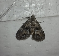 Elophila obliteralis
