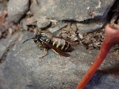 Vespula alascensis
