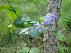 Vicia unijuga