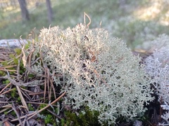 Cladonia stellaris