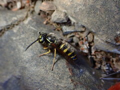 Vespula alascensis