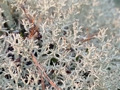 Cladonia stellaris