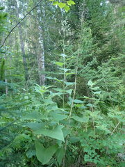 Parasenecio hastatus