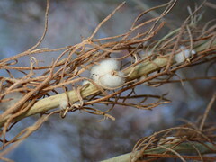 Rhopalomyia floccosa