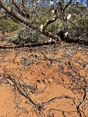 Tachyglossus aculeatus