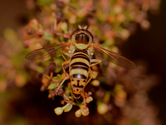 Sphaerophoria scripta