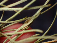 Aceria paracalifornica
