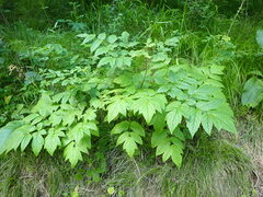 Actaea