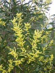 Juliflorae
