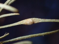 Aceria paracalifornica