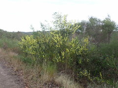 Juliflorae