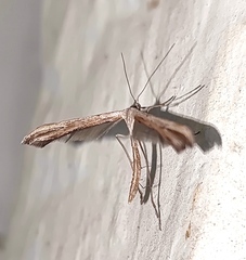 Pterophorinae