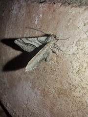 Digrammia continuata