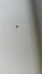 Araniella cucurbitina