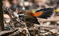 Rhipidura rufifrons