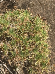 Plantago arborescens maderensis