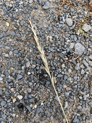 Leymus arenarius