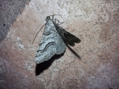Digrammia continuata