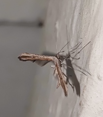 Pterophorinae