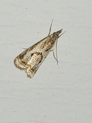 Microcrambus