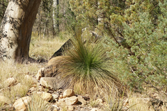 Xanthorrhoea