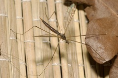 Pseudolimnophila lucorum