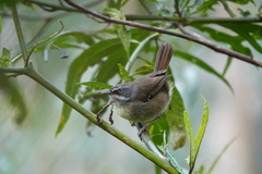 Sericornis frontalis