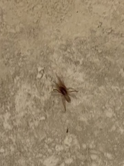 Dysdera crocata