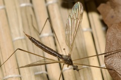 Pseudolimnophila lucorum