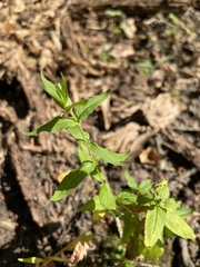 Epilobium pseudorubescens