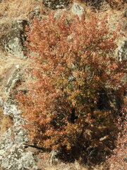Acer monspessulanum