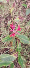 Canna indica