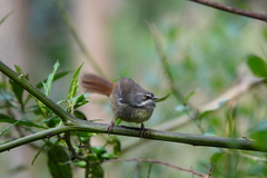 Sericornis frontalis