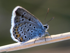 Plebejus
