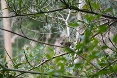 Sericornis frontalis