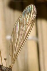 Pseudolimnophila lucorum