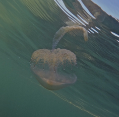 Pseudorhiza haeckeli