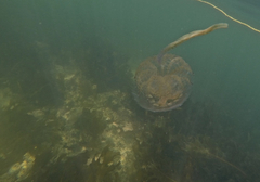 Pseudorhiza haeckeli