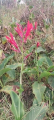 Canna indica