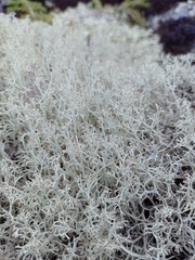 Cladonia arbuscula